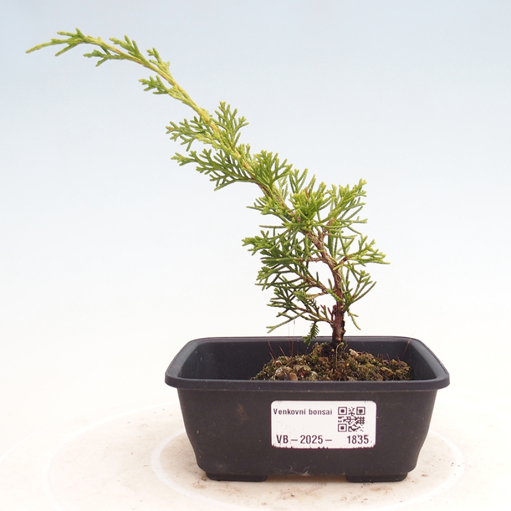 Venkovní bonsai - Juniperus chinensis Itoigawa -Jalovec čínský