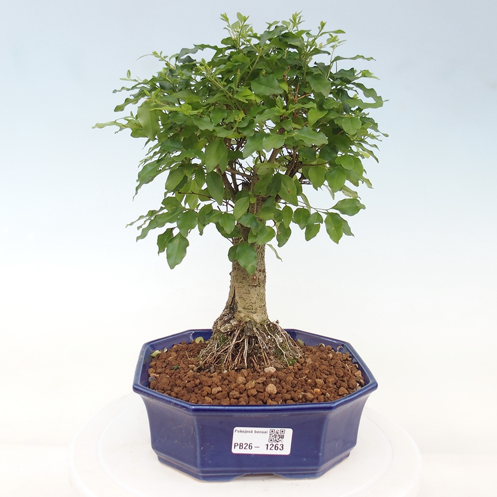 Pokojová bonsai -Ligustrum chinensis - Ptačí zob