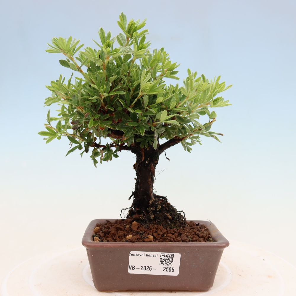 Venkovní bonsai-Mochna křovitá - potentila fruticosa 