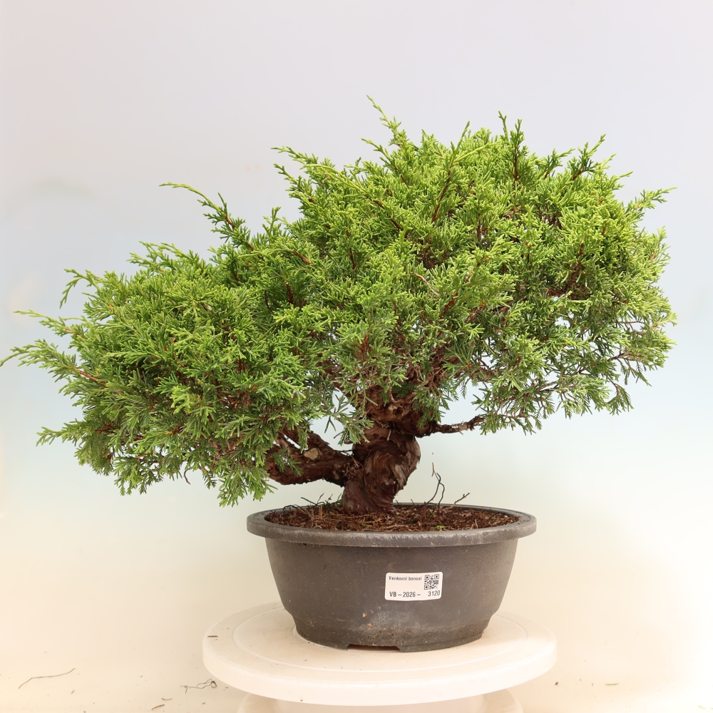 Venkovní bonsai - Juniperus chinensis Itoigawa-Jalovec čínský