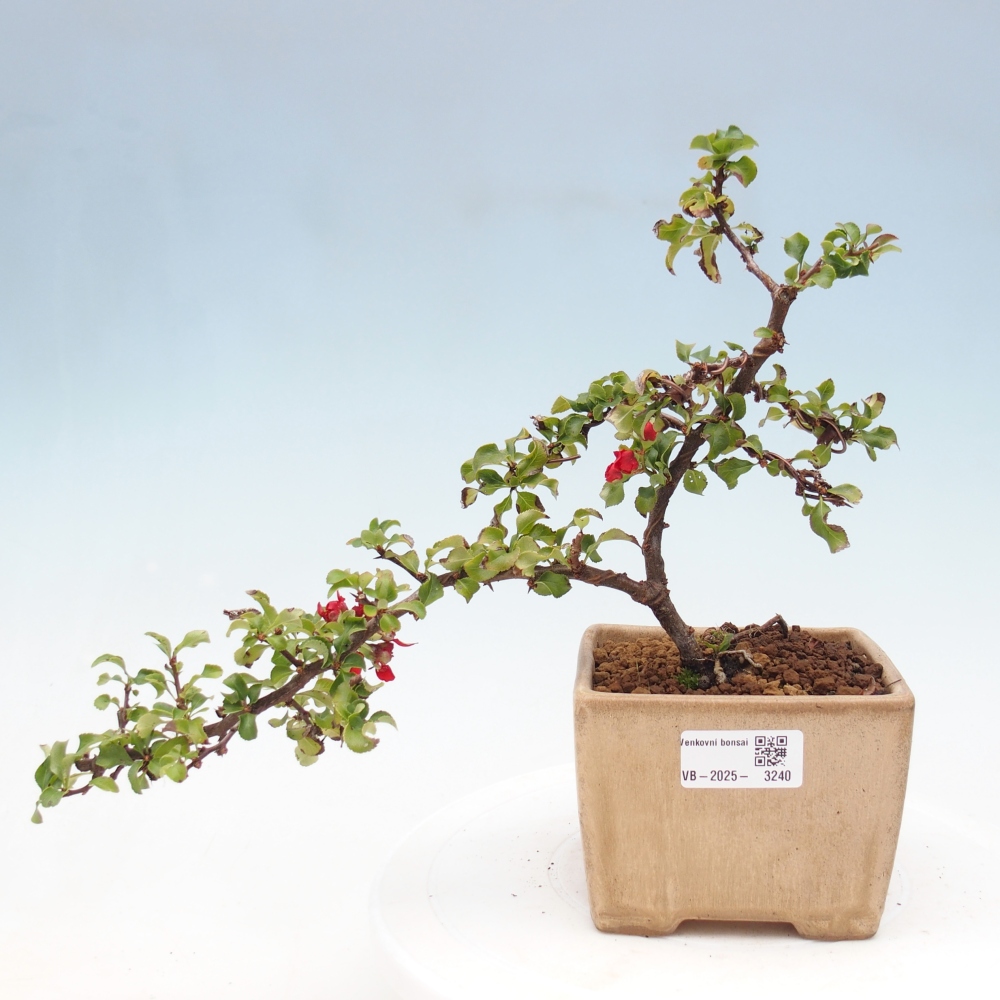Venkovní bonsai - Chaneomeles s. Red Joy - Kdoulovec 