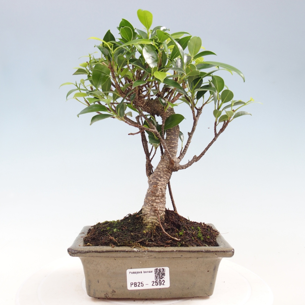 Pokojová bonsai - Ficus retusa -  malolistý fíkus