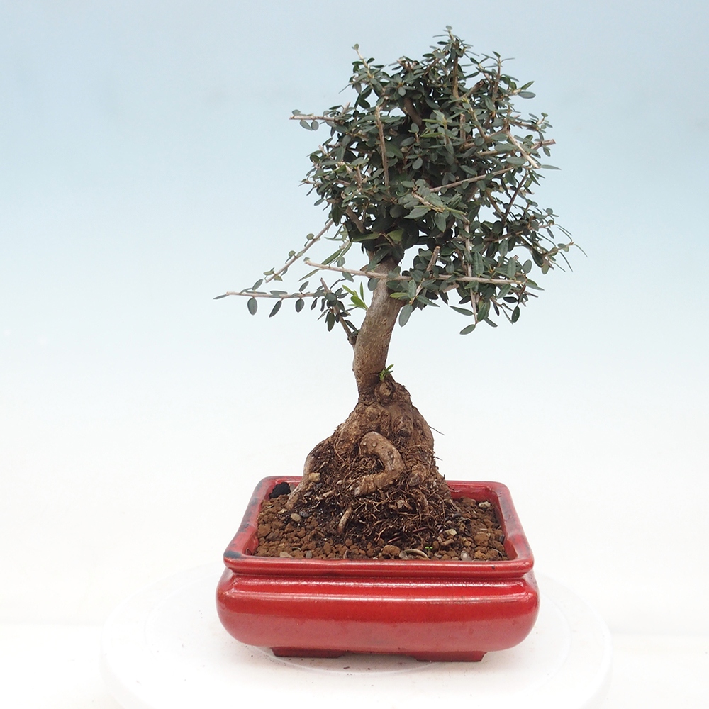 Pokojová bonsai - Olea europaea sylvestris -Oliva evropská drobnolistá