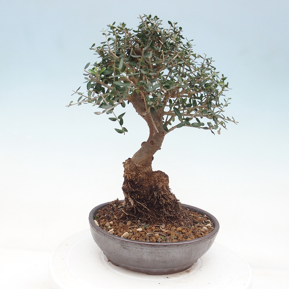 Pokojová bonsai - Olea europaea sylvestris -Oliva evropská drobnolistá