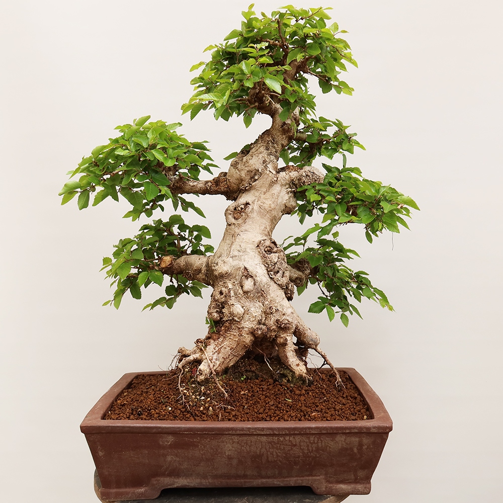 Venkovní bonsai -Carpinus Coreana - Habr korejský