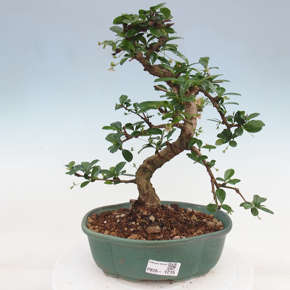 Pokojová bonsai - Carmona macrophylla - Čaj fuki
