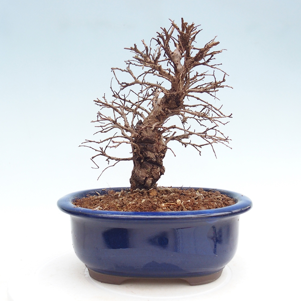 Venkovní bonsai - Zelkova - Zelkova NIRE