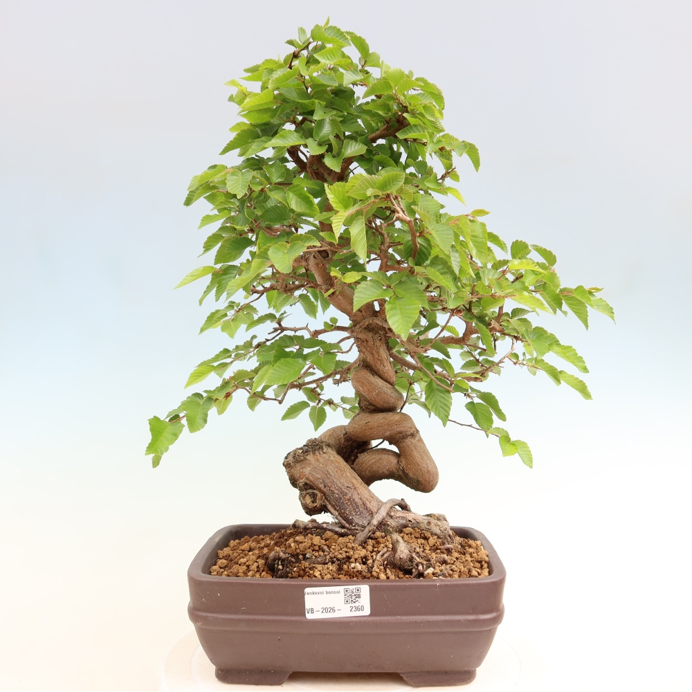 Venkovní bonsai -Carpinus coreana - Habr korejský