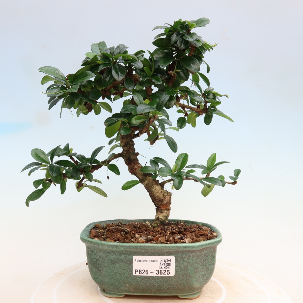 Pokojová bonsai - Carmona macrophylla - Čaj fuki