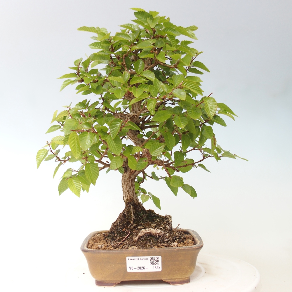 Venkovní bonsai -Carpinus CARPINOIDES - Habr korejský