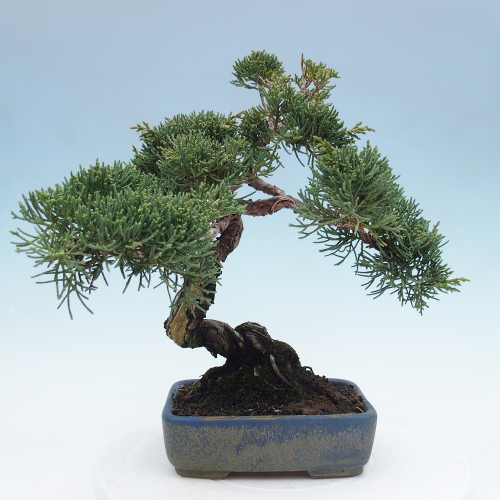 Venkovní bonsai - Juniperus chinensis Kishu -Jalovec čínský