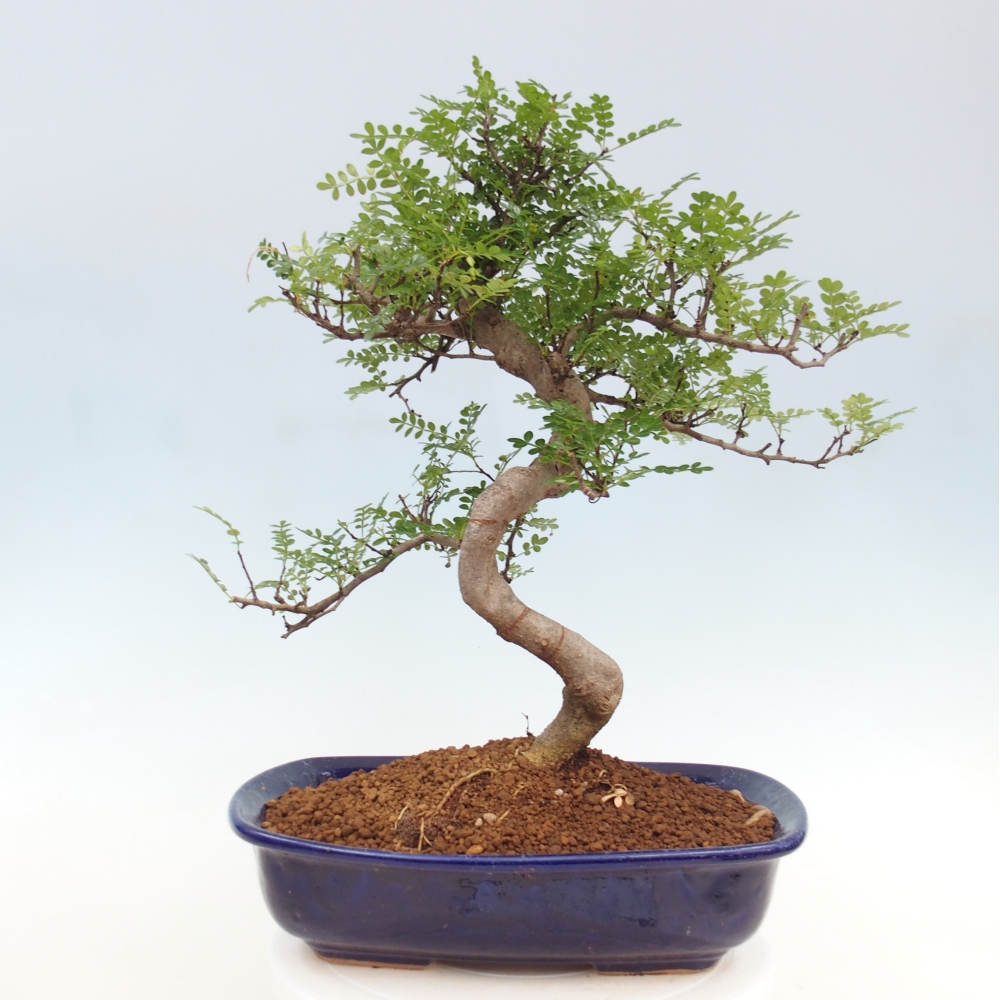 Pokojová bonsai - Zantoxylum piperitum - pepřovník
