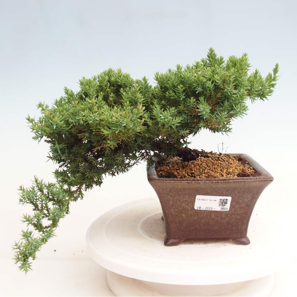 Venkovní bonsai - Juniperus procumbens - Jalovec polehavý