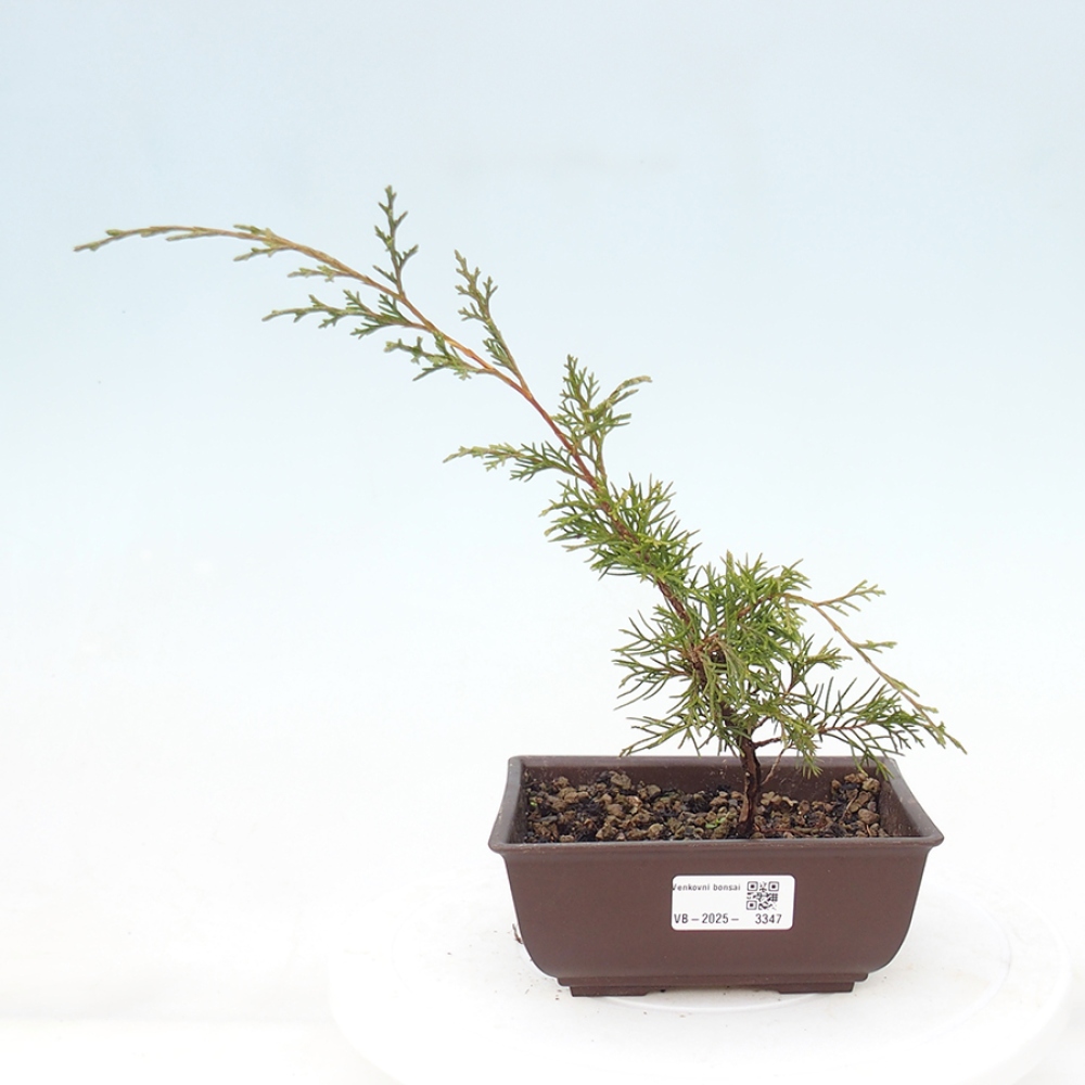 Venkovní bonsai - Juniperus chinensis Itoigawa -Jalovec čínský