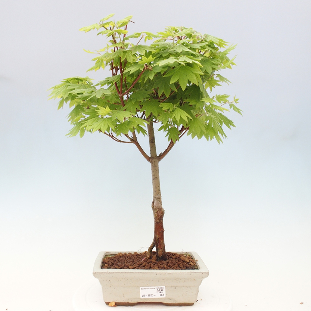Venkovní bonsai - Javor palmatum katsura GISAN - Javor dlanitolistý
