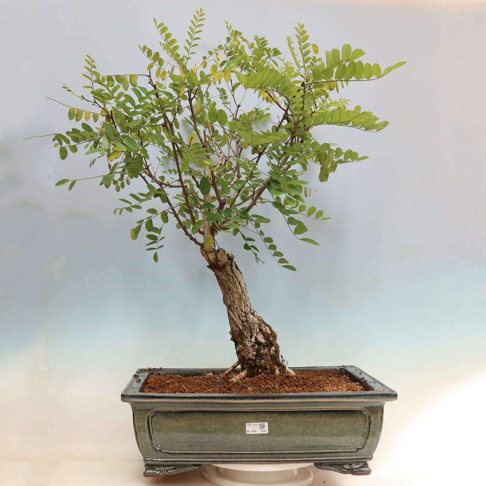 Venkovní bonsai - Trnovník  Akát - Robinia pseudoacacia