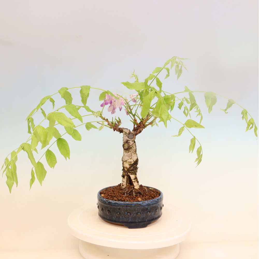 Venkovní bonsai - Vistarie květnatá - Wisteria floribunda