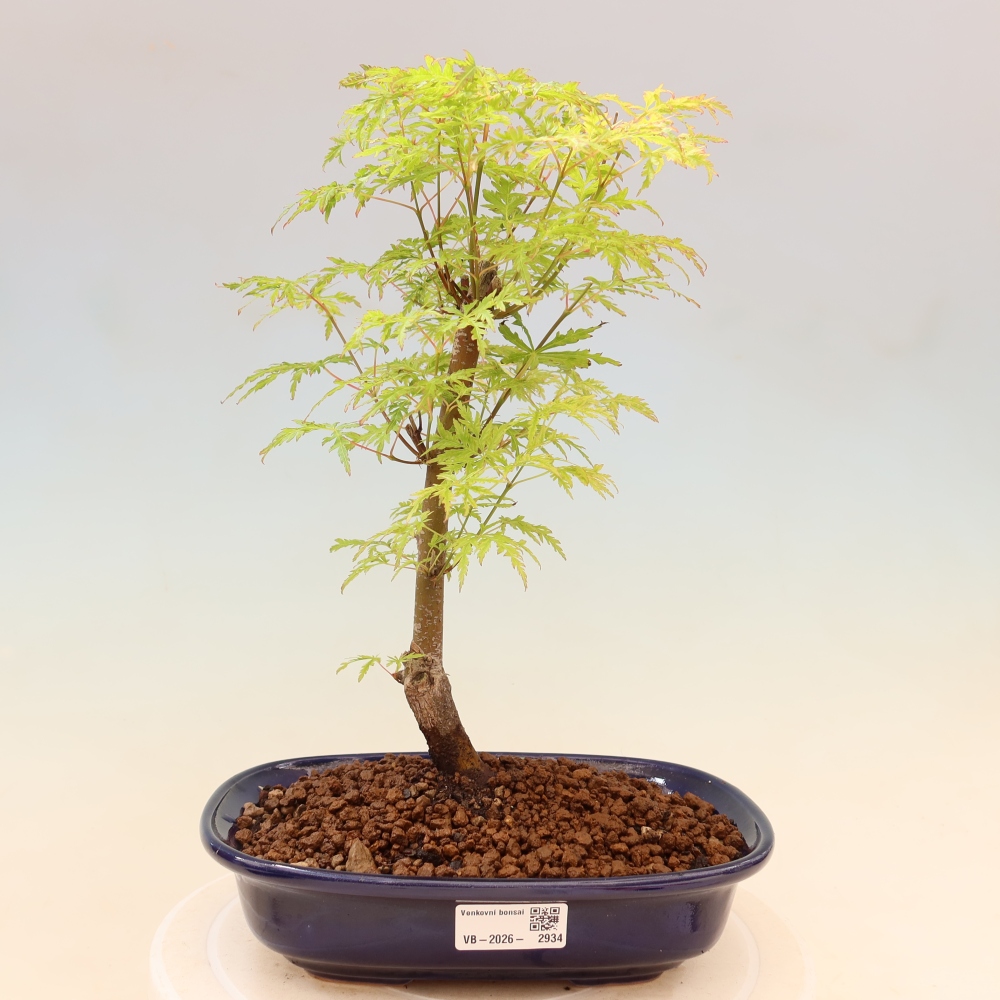 Venkovní bonsai - Acer palmatum Dissectum - Javor dlanitolistý 