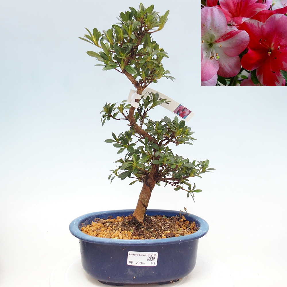 Venkovní bonsai - Japonská azalka - Azalea Santoka