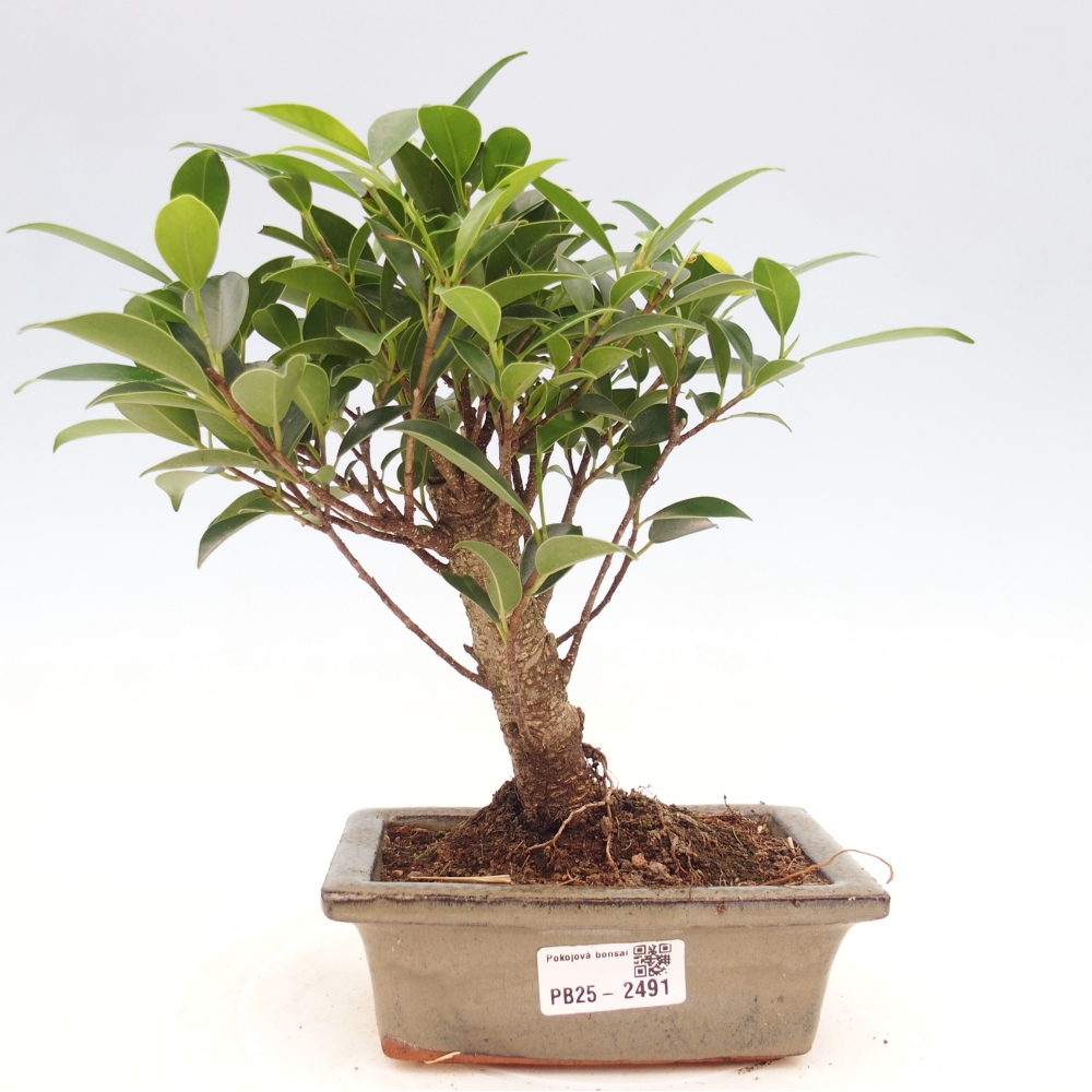 Pokojová bonsai - Ficus retusa -  malolistý fíkus