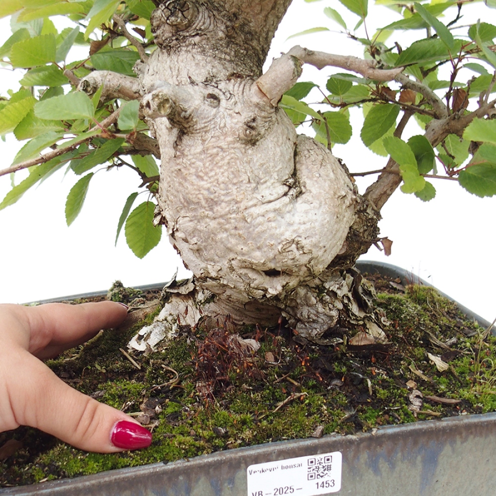 Venkovní bonsai -Carpinus CARPINOIDES - Habr korejský
