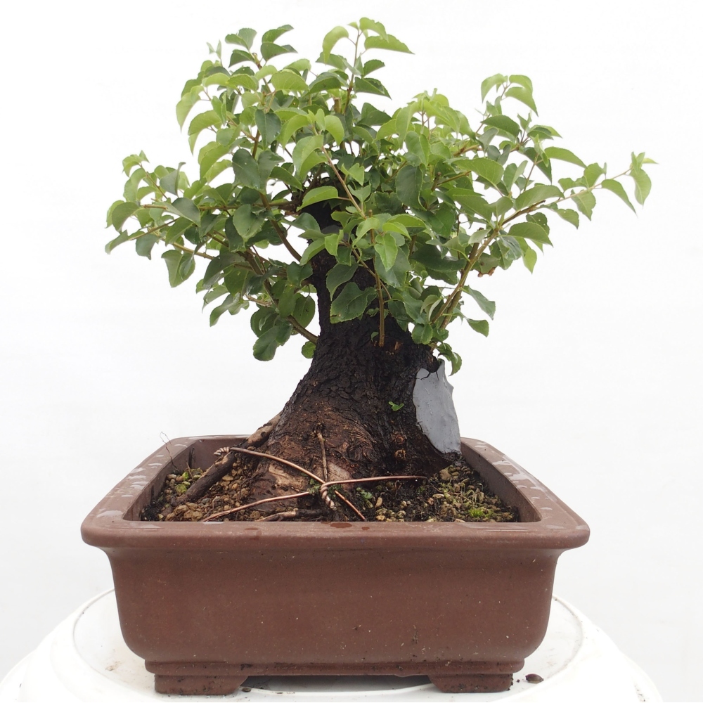 Venkovní bonsai - Mahalebka - Prunus mahaleb