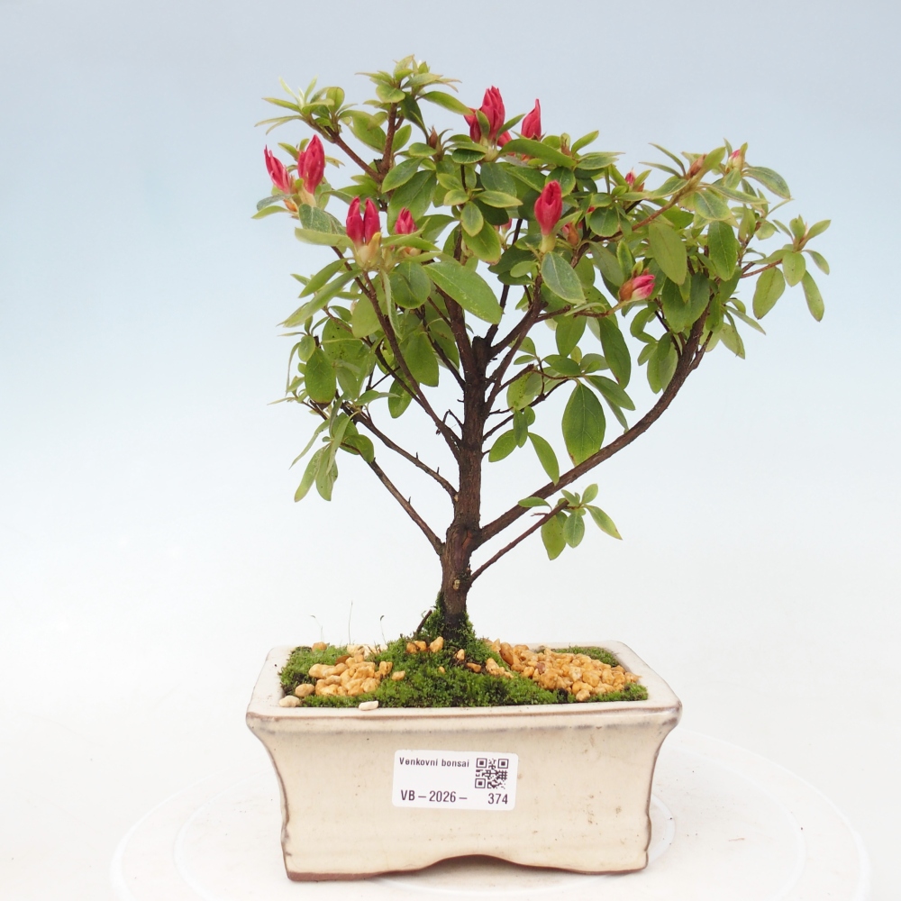 Venkovní bonsai - Japonská azalka - Azalea sp.