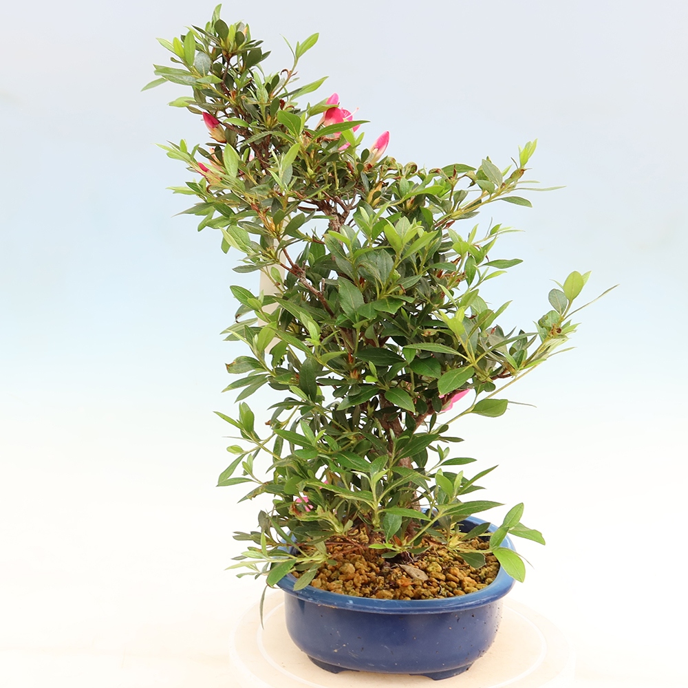 Venkovní bonsai - Japonská azalka - Azalea Yoko