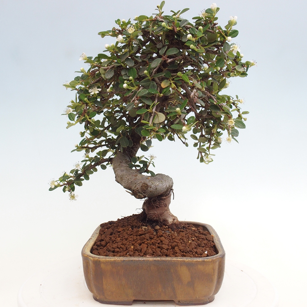 Venkovní bonsai-Cotoneaster dammeri - Skalník Damerův