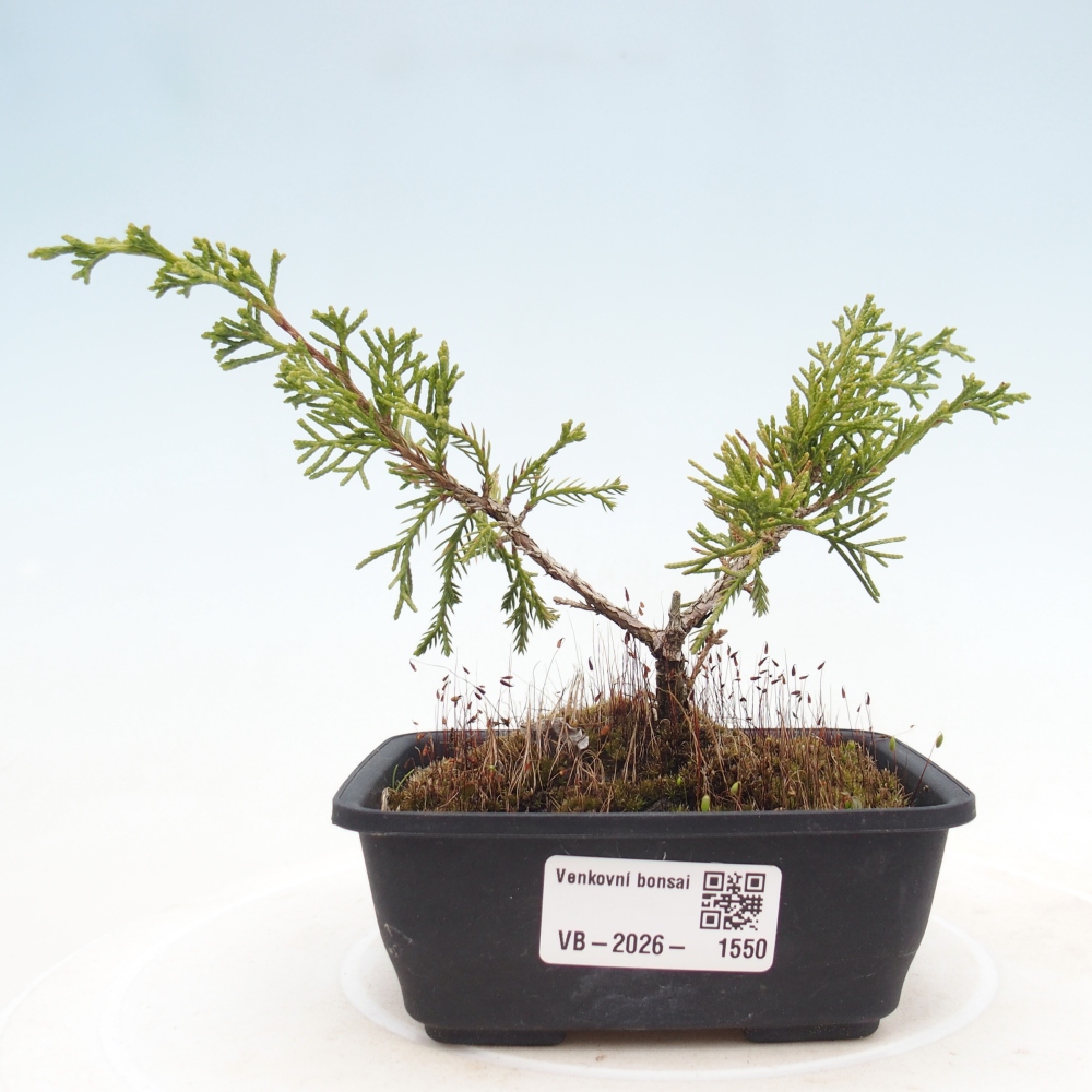 Venkovní bonsai - Juniperus chinensis Itoigawa -Jalovec čínský