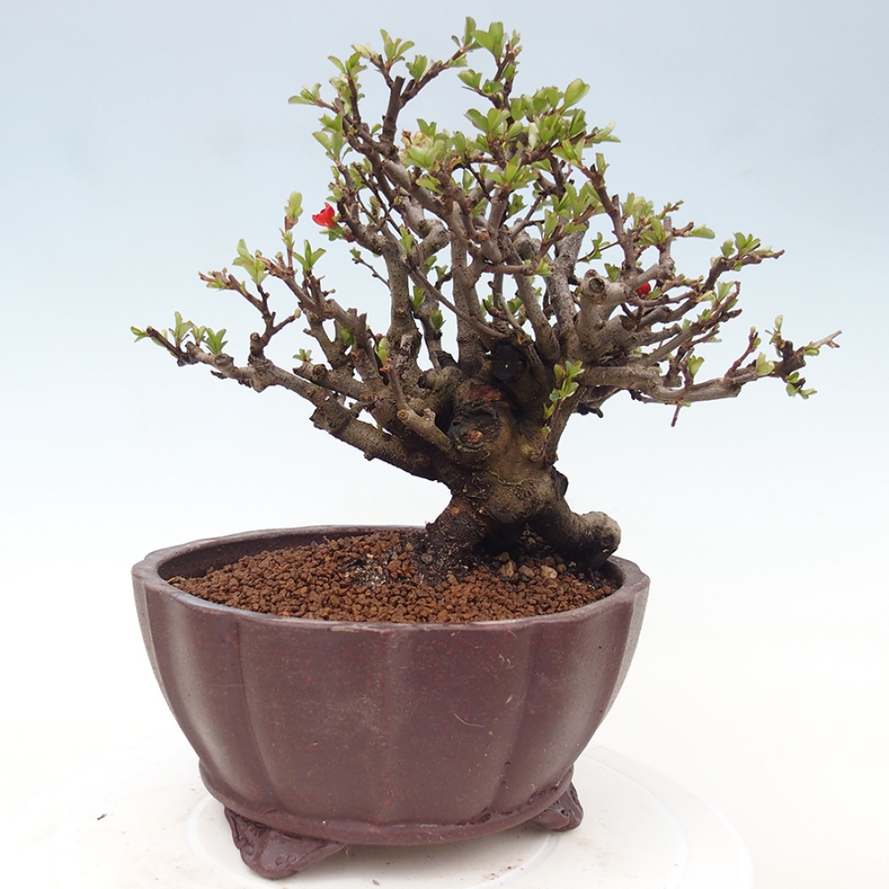 Venkovní  bonsai -  Chaneomeles speciosa - Kdoulovec ozdobný