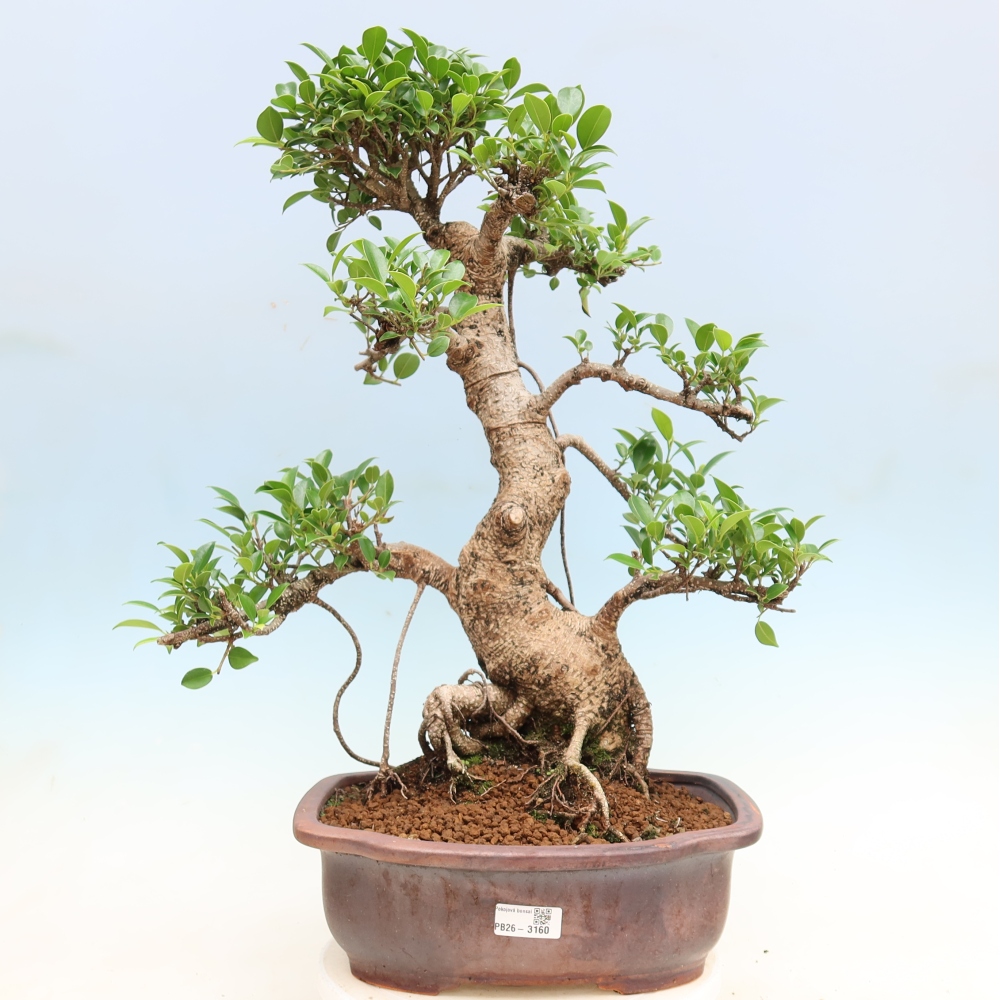 Pokojová bonsai - Ficus kimmen -  malolistý fíkus