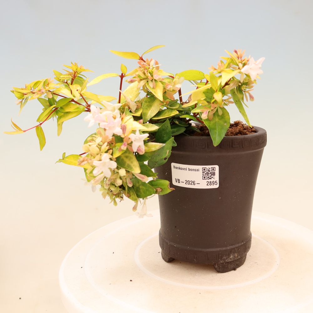 Venkovní bonsai - Abelia gr. Kleidoscope - Abélie velkokvětá