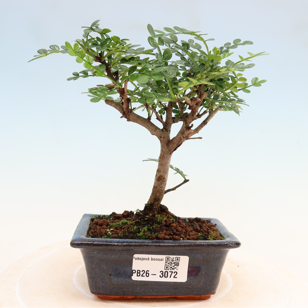Pokojová bonsai - Zantoxylum piperitum - pepřovník