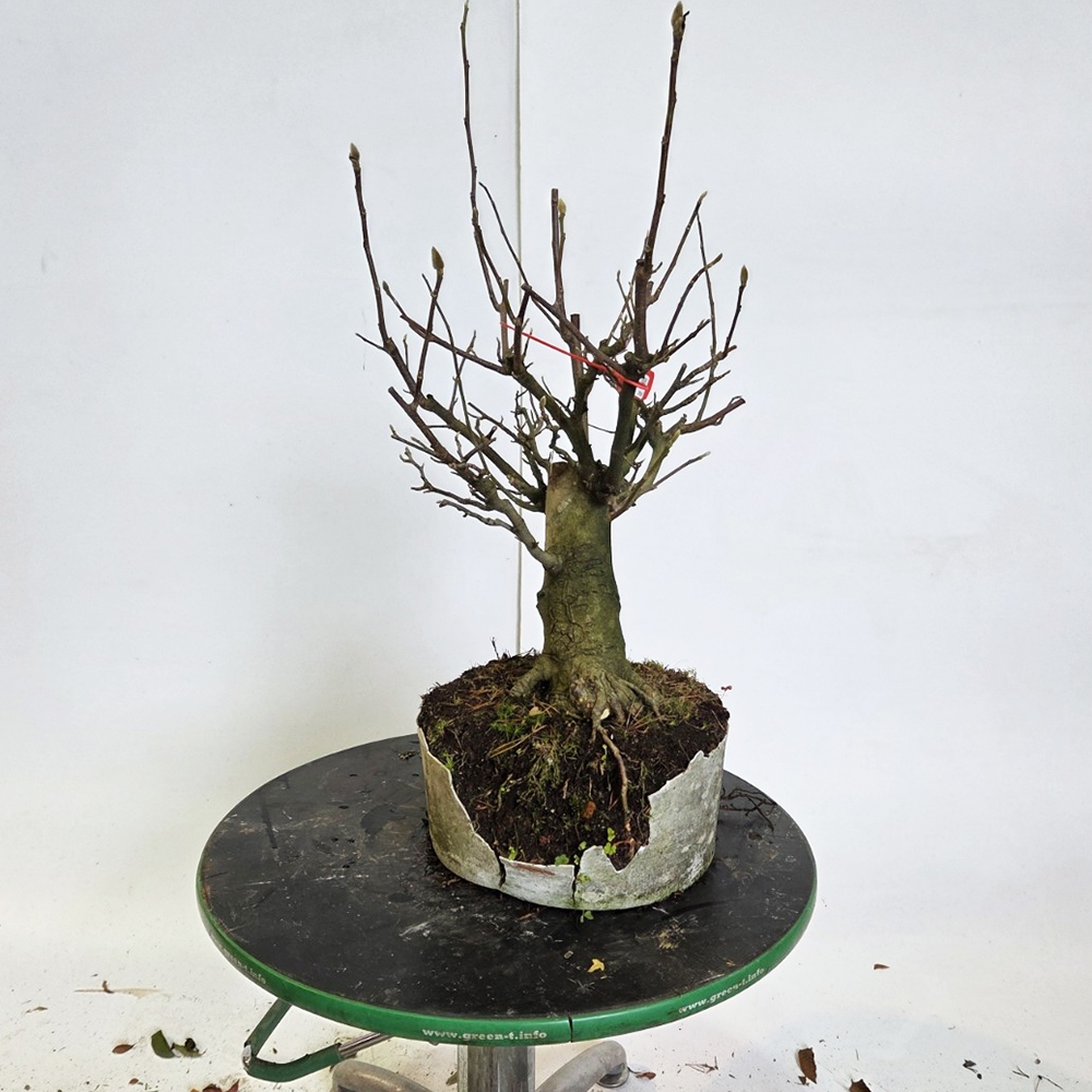Venkovní bonsai - magnolia - Šácholan