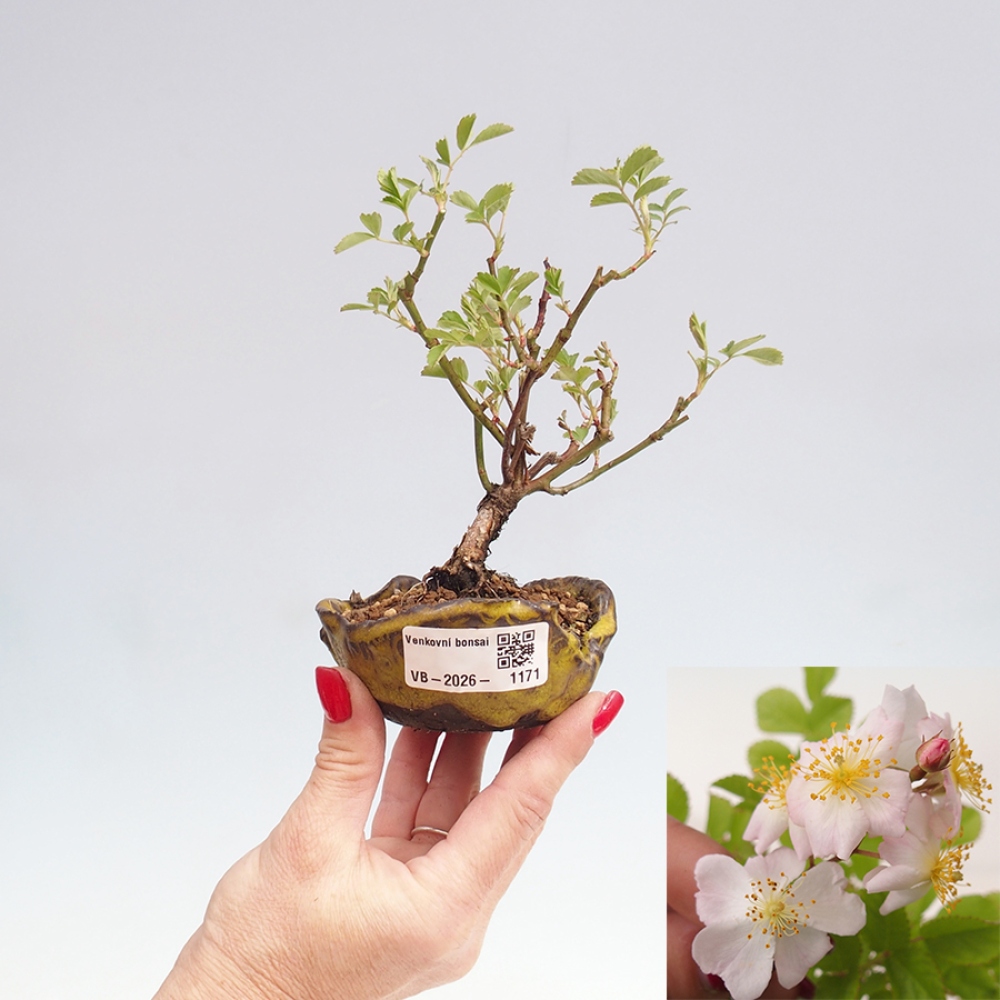 Venkovní bonsai - Rosa sp. - malokvětá růže