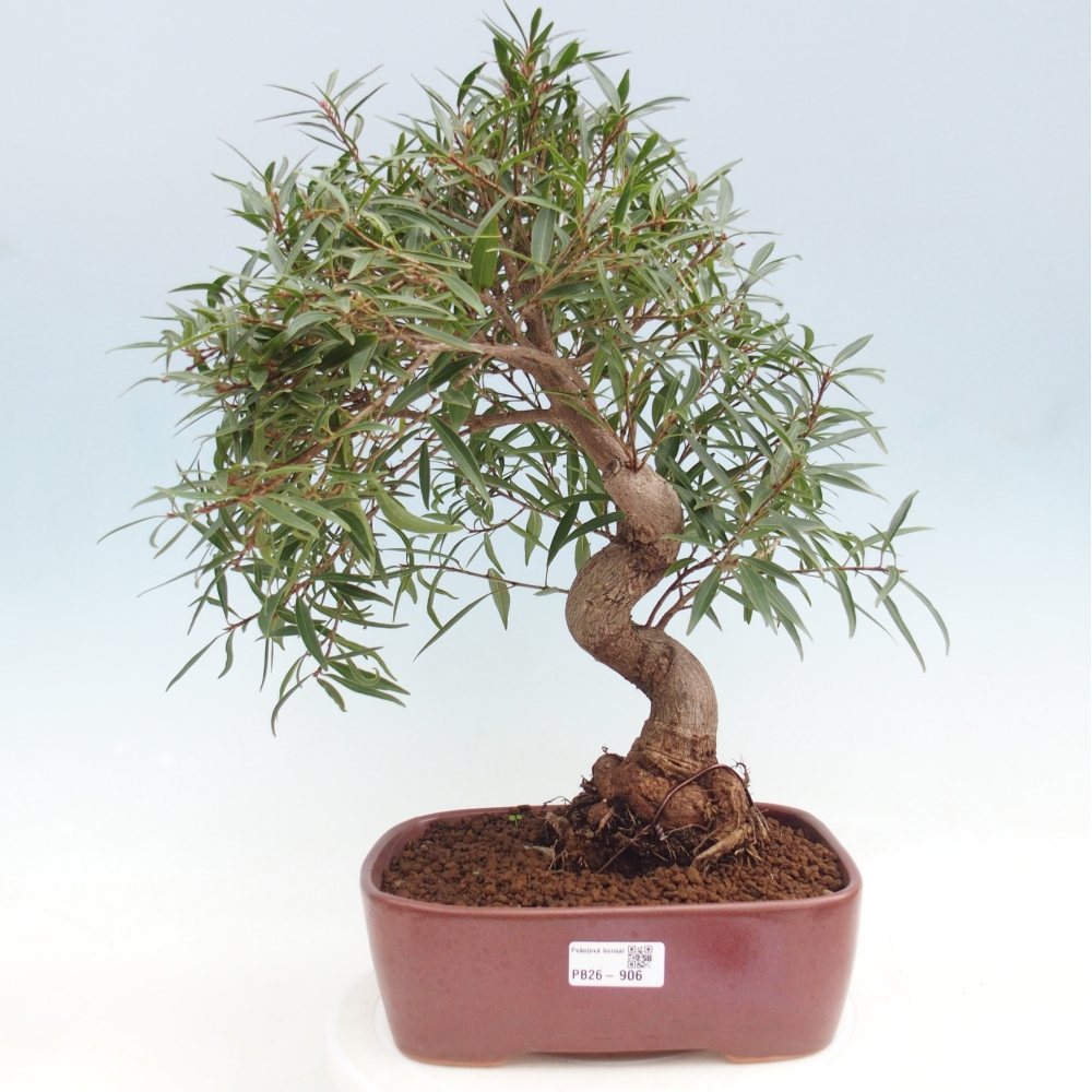 Pokojová bonsai - Ficus nerifolia -  malolistý fíkus