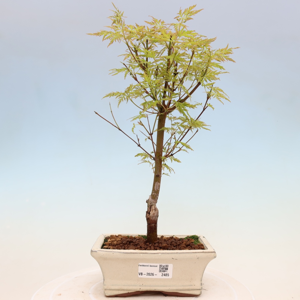 Venkovní bonsai - Acer palmatum Dissectum - Javor dlanitolistý 