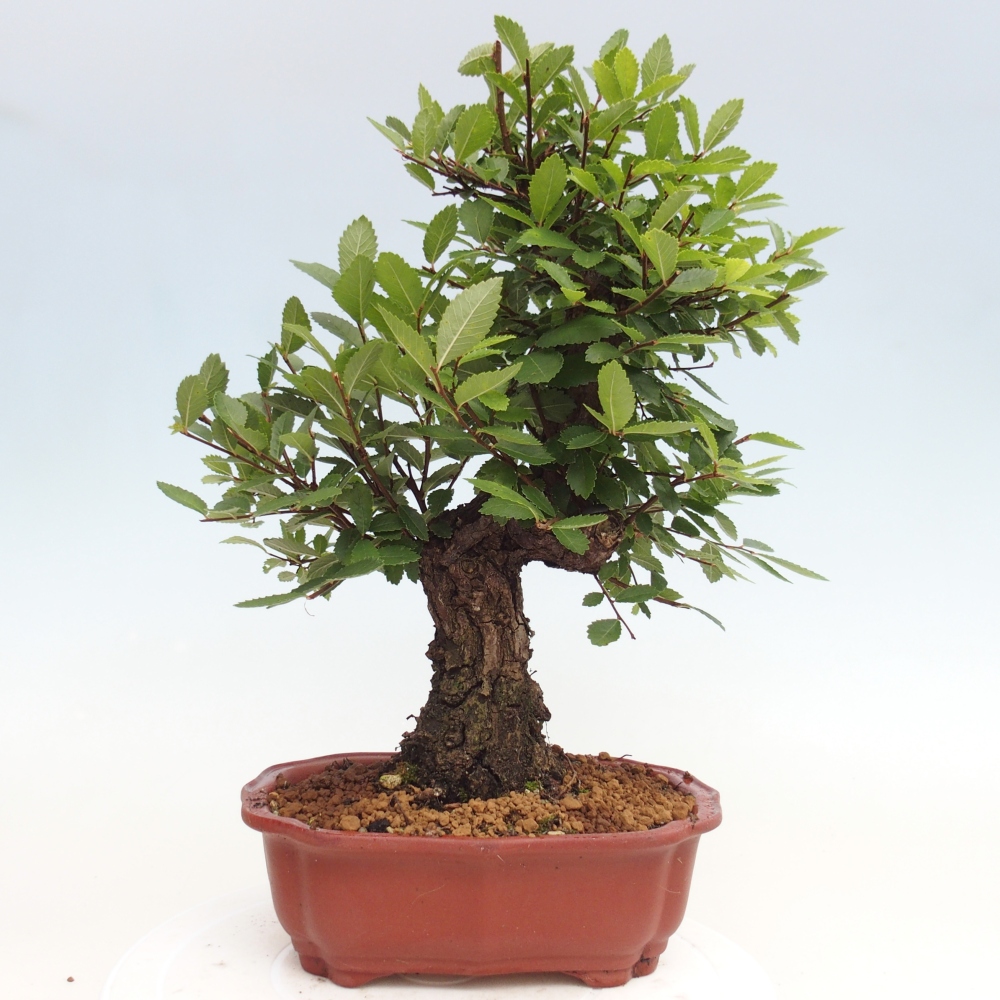 Venkovní bonsai - Zelkova - Zelkova NIRE