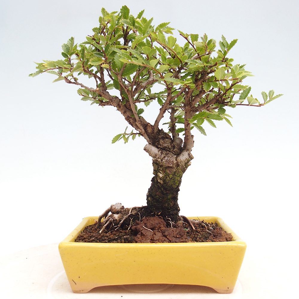 Venkovní bonsai - Zelkova - Zelkova NIRE