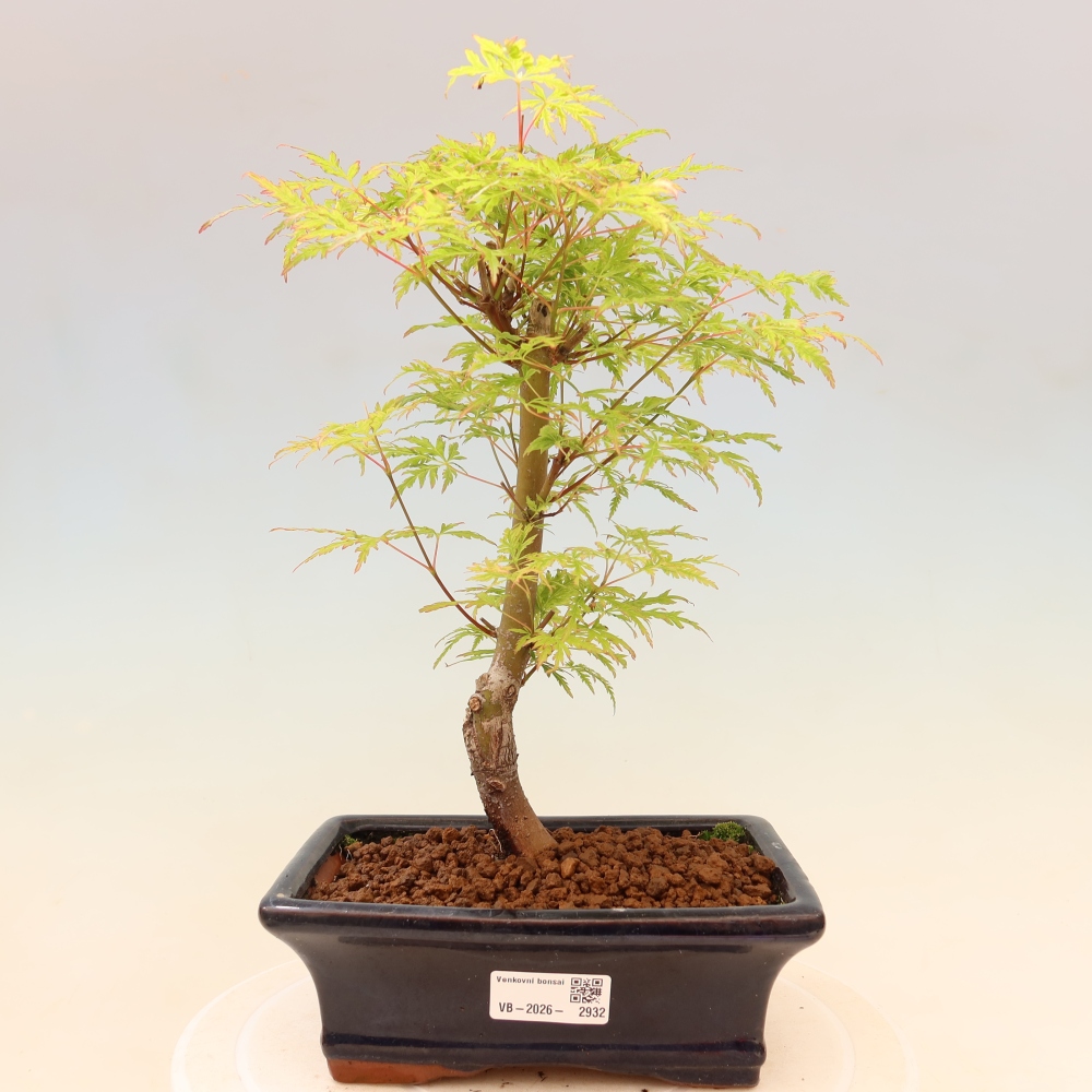 Venkovní bonsai - Acer palmatum Dissectum - Javor dlanitolistý 