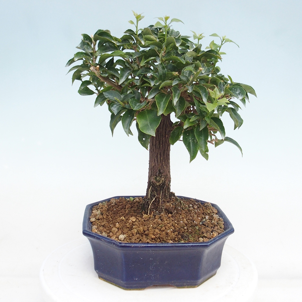 Pokojová bonsai - Bouganwilea