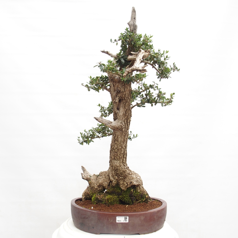 Pokojová bonsai - Olea europaea sylvestris -Oliva evropská drobnolistá