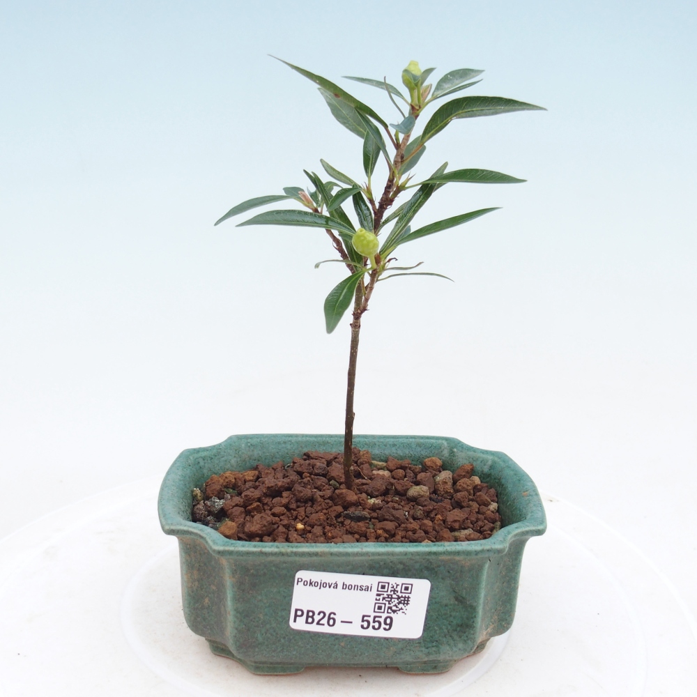 Pokojová bonsai - Ficus nerifolia -  malolistý fíkus