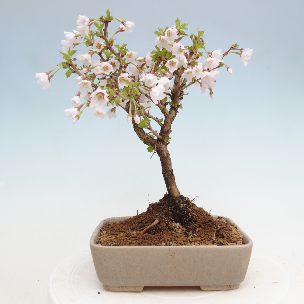 Venkovní bonsai - Prunus incisa Kojou-no mai-Slivoň vyříznutá