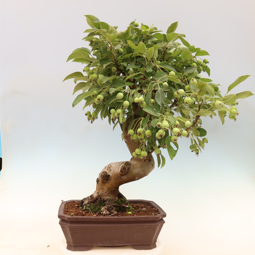 Venkovní bonsai -Malus halliana - Maloplodá jabloň