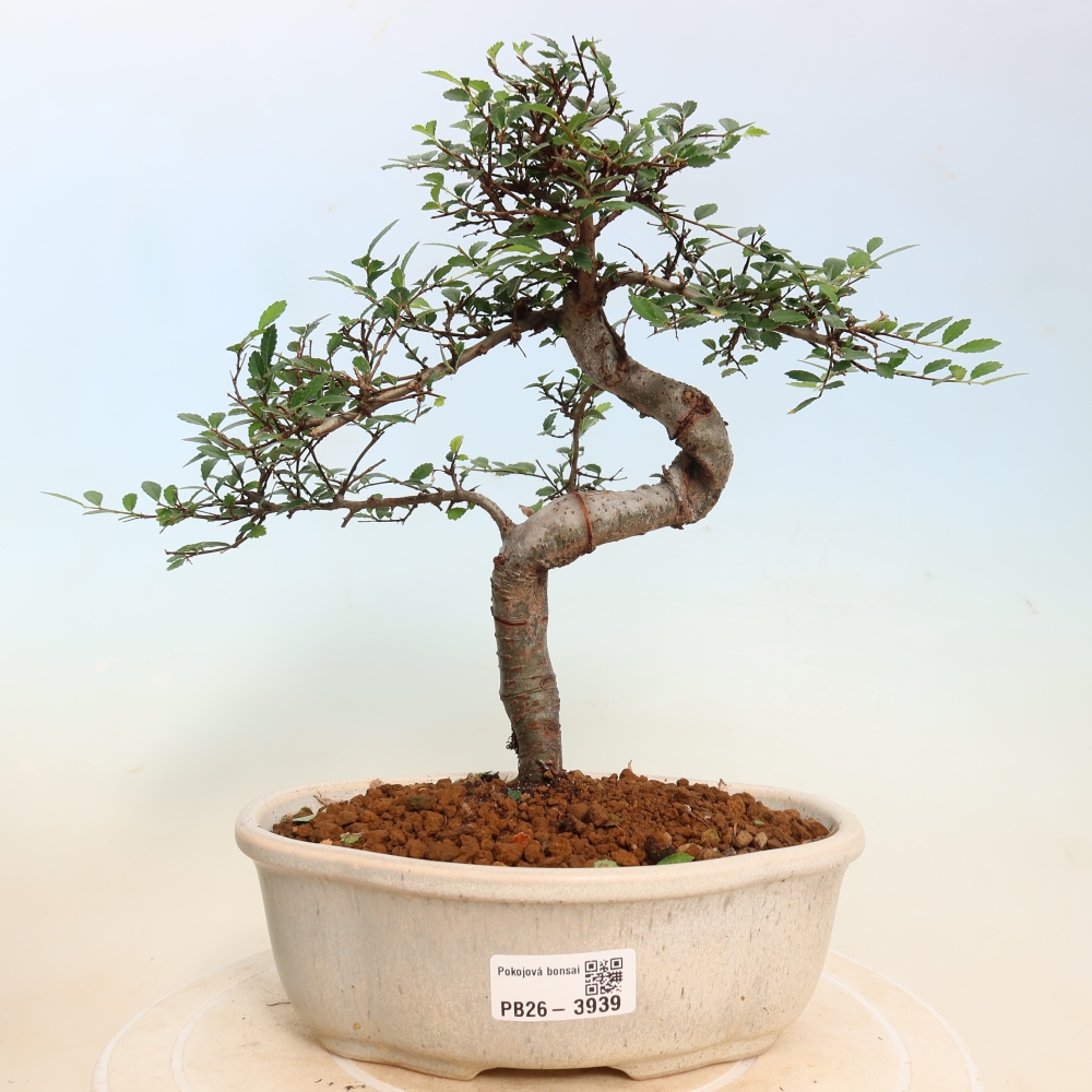 Pokojová bonsai - Ulmus parvifolia - Malolistý jilm