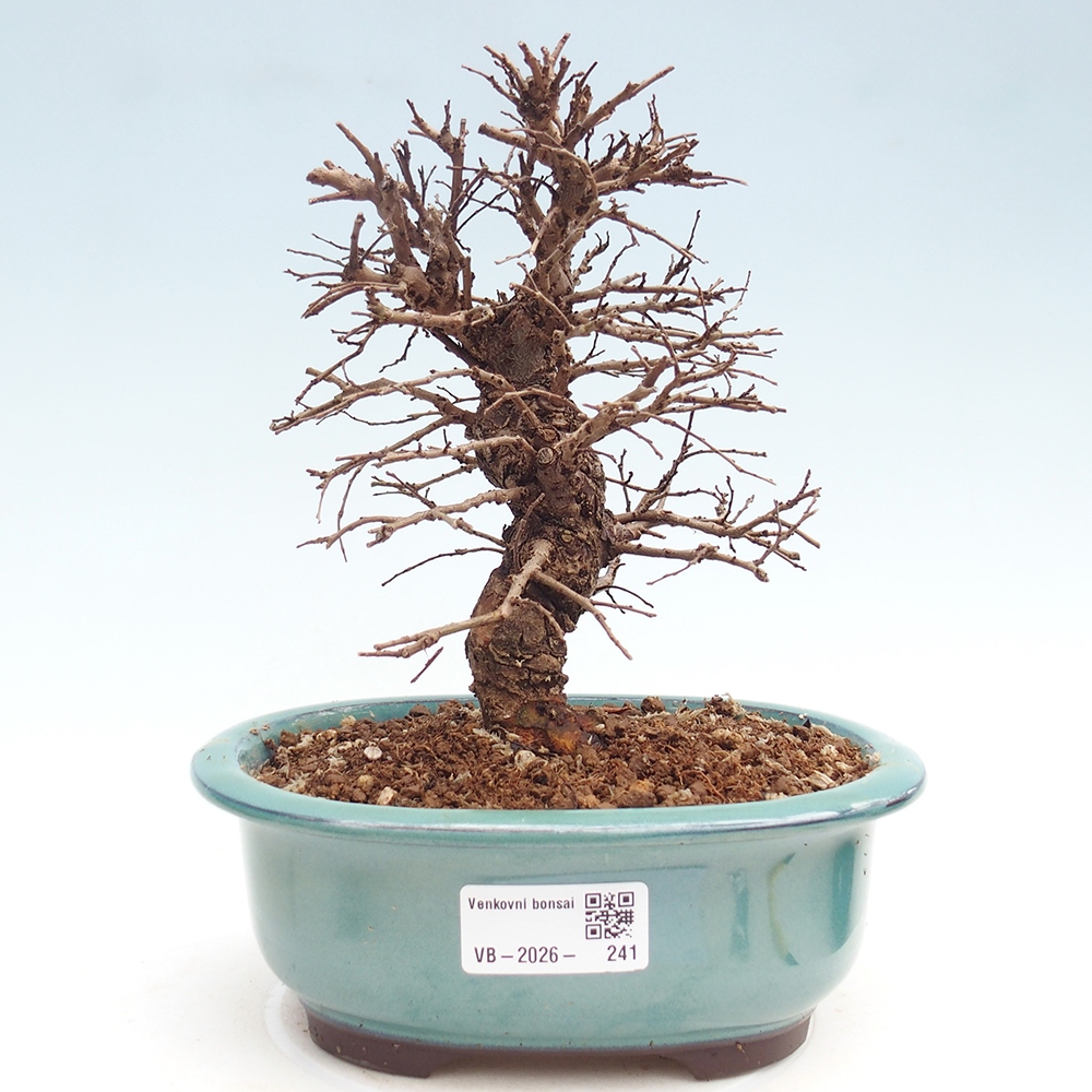 Venkovní bonsai - Zelkova - Zelkova NIRE