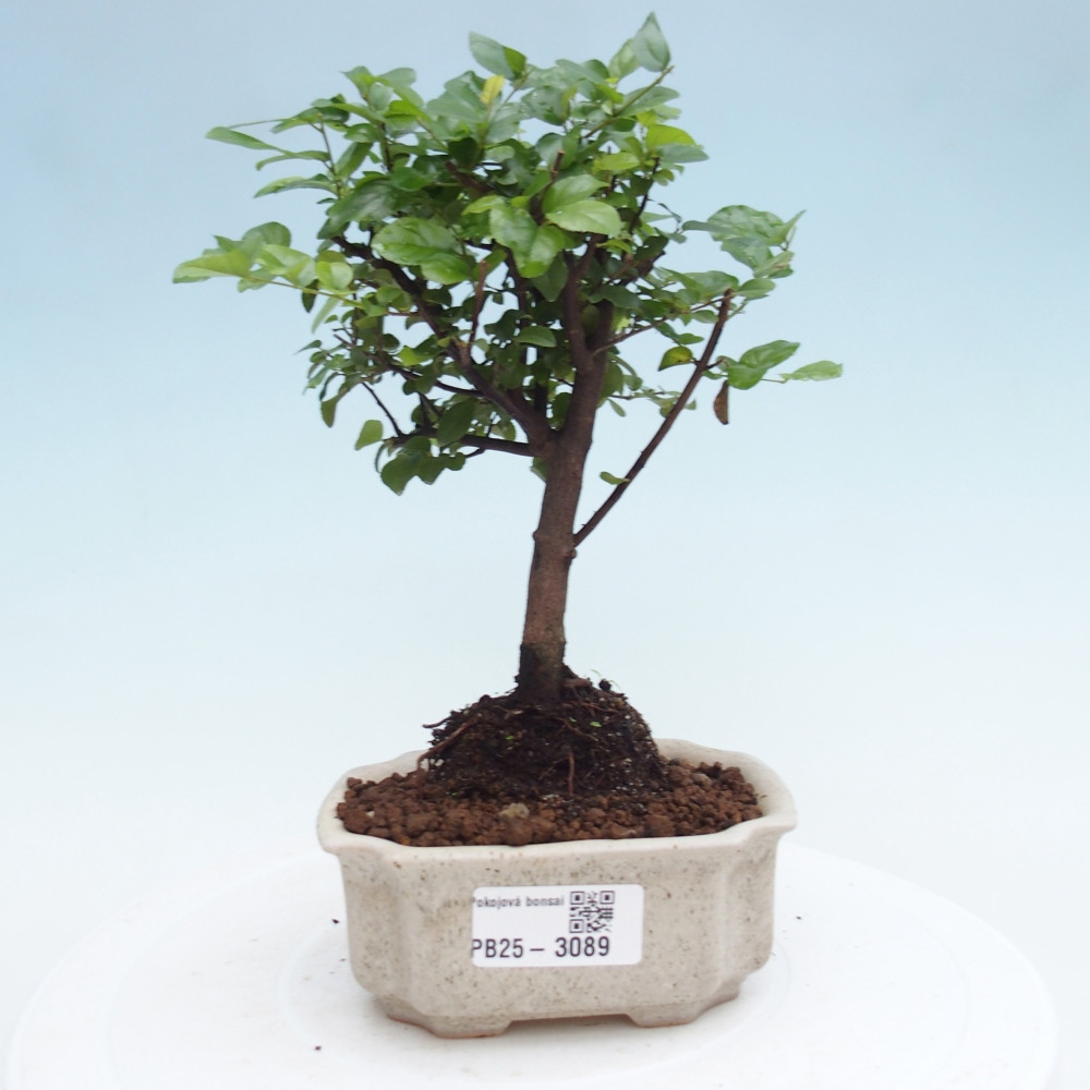 Pokojová bonsai - Sagerécie thea - Sagerécie thea