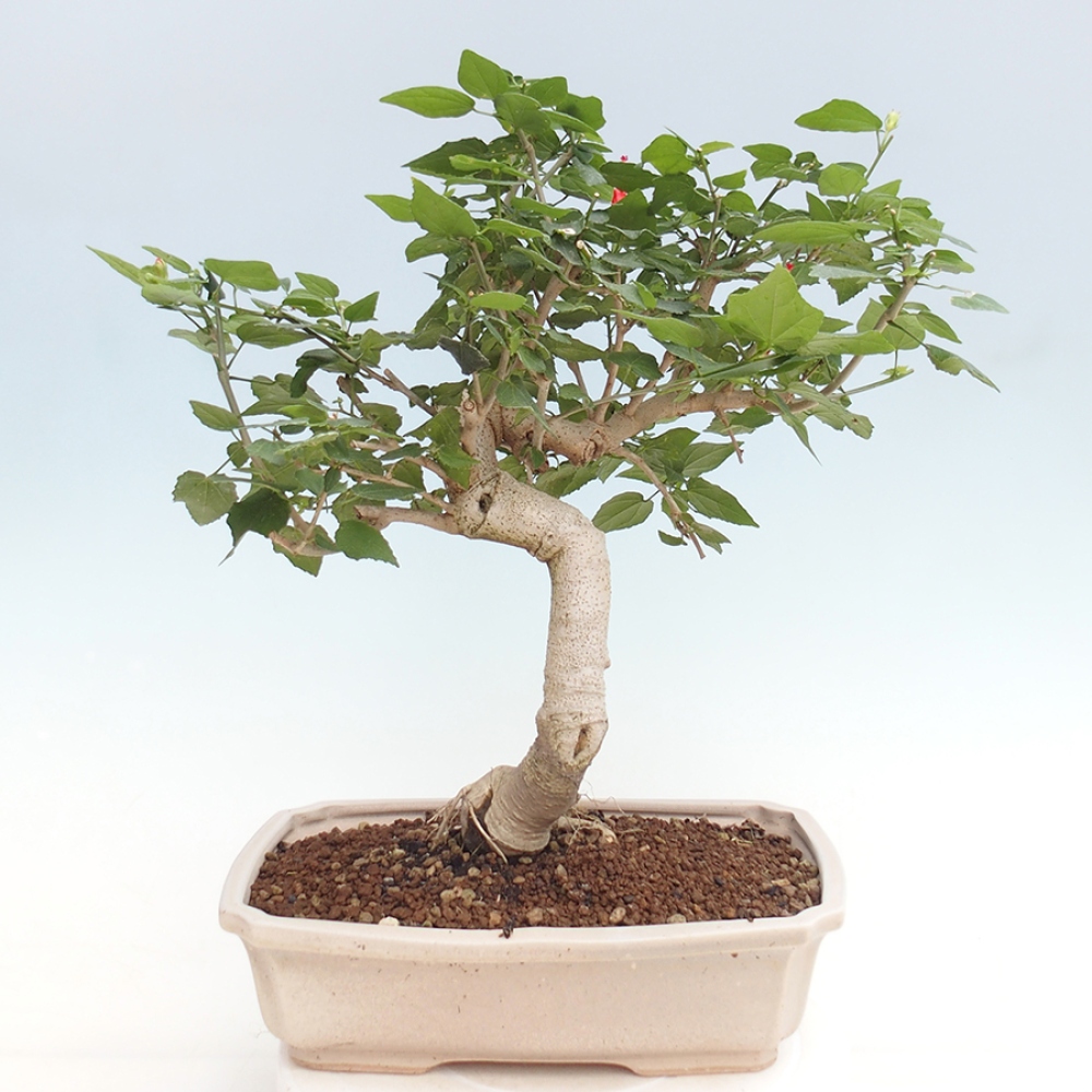 Pokojová bonsai - Malvaviscus arboreus - ibiškovec dřevnatý